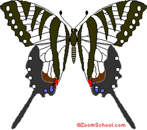 Zebra Swallowtail B Fly Enchantedlearning Com