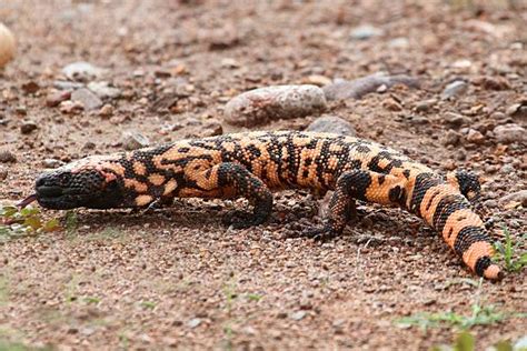 390 Gila Monster Stock Photos Pictures And Royalty Free Images Istock
