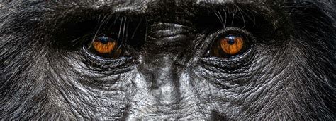 Photographing Gorillas And Chimpanzees Wild Eye