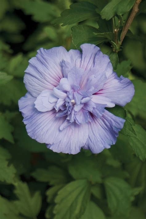 Hibiscus Syriacus Blue Chiffon Notwoodthree Rose Of Sharon Garden