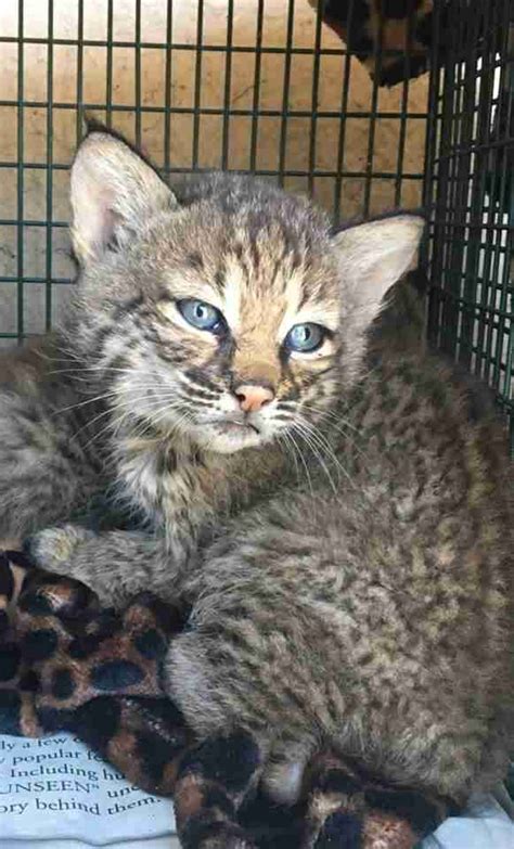 I love cats, especially wild cats. Texas Family Takes Bobcat Kittens From Wild To Be Their ...