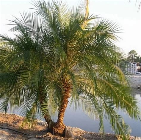 Pygmy Date Palm Double Trunk Buy Or Rent Palm Trees In Ct