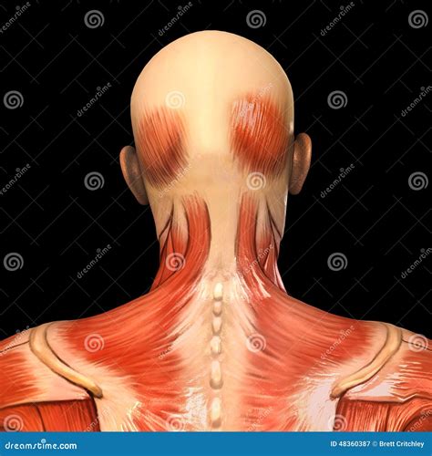 Human Anatomy Posterior Head Muscles Stock Illustration Image 48360387