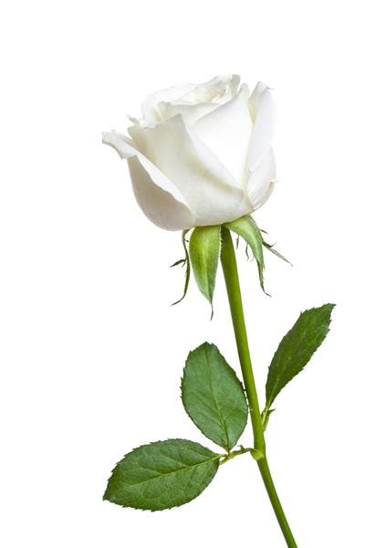 یک گل رز سفید سفید که روی زمینه سفید جدا شده است 1547277
