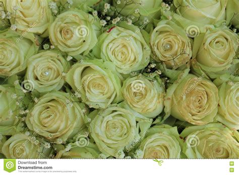 White Roses And Pearls Stock Image Image Of Flowers 75571637