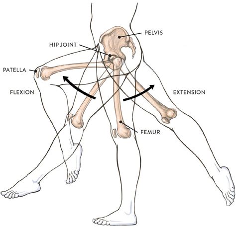 Joints And Joint Movement Classic Human Anatomy In Motion The Artists Guide To The Dynamics