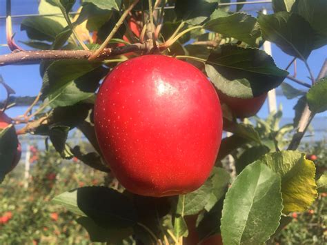 Apple dessert nachossunny sweet days. Gala - Mazzoni