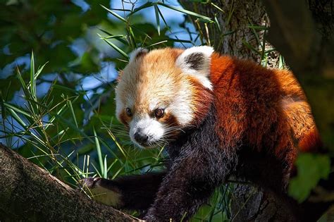 Red Panda Panda Bear Cat Mammal Animal Close Up Tree Sweet Cute