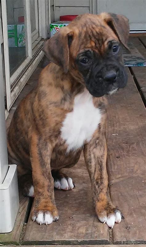 A registration certificate is provided when you buy boxer puppies from us. Boxer Puppies For Sale | Rice, MN #188931 | Petzlover