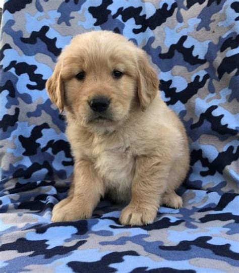 Puppies are $3,500.00 each for limited registration. Golden Retriever Puppies For Sale | Houston, TX #246460