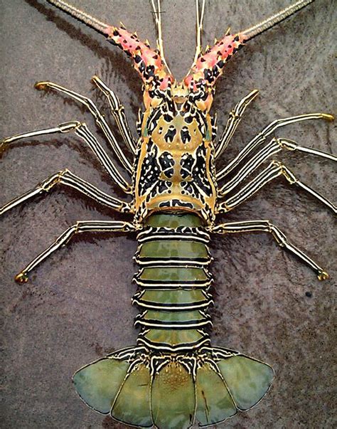 Hawaii Lobsters