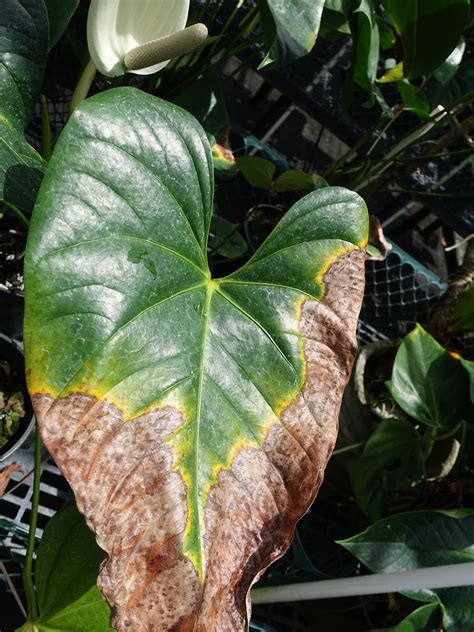 Flickriver Photoset Anthurium Blight By Plant Pests And Diseases