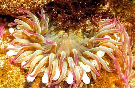 Sea Anenomes Deadly Beauties Oregon Marine Reserves