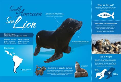 This Infographic Gives Basic Facts About Sea Lions
