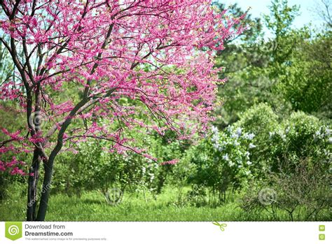 Pink Flower On Tree Branches Blossoms In A Garden Beautiful Spring