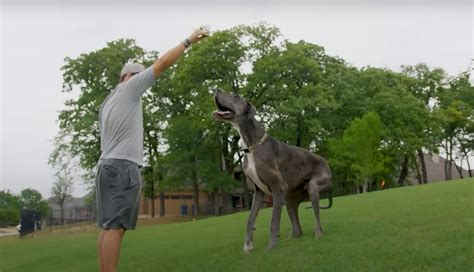 Worlds Tallest Dog Zeus Dies