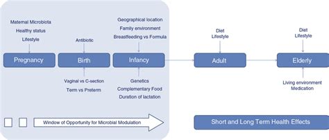 Factors Influencing The Infant Gut Microbiota Development And The Adult