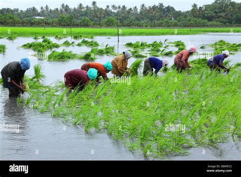 Pokkali Rice Organic Farming In Keralaindiapokkali Is A Unique Saline