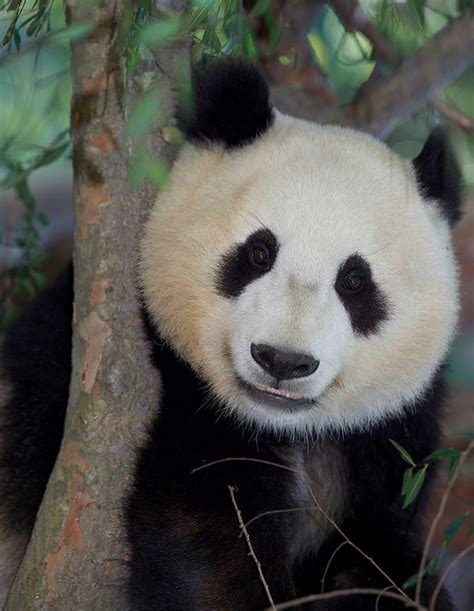 When Youre Smiling The Whole World Smiles With You Panda Facts