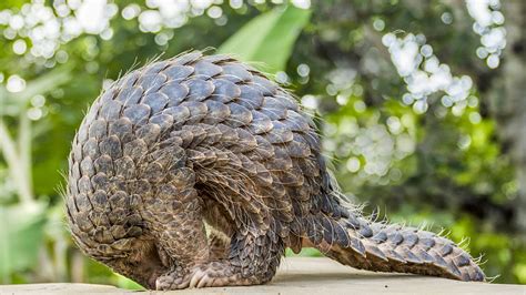 China Removes Pangolins From Traditional Chinese Medicine List Cgtn