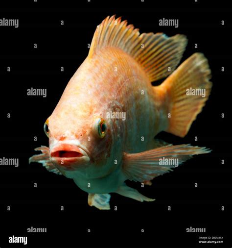 Nile Red Tilapia Oreochromis Niloticus Hi Res Stock Photography And