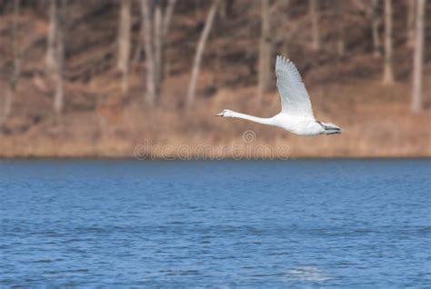 Mute Swan Flies Over A Blue Lake Stock Photo Image Of Brown Fowl