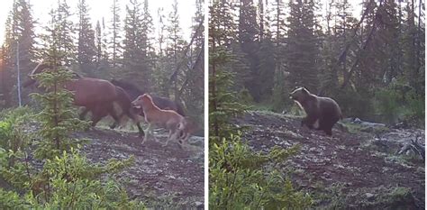 Watch Grizzly Bear Chases Feral Horses In Alberta Outdoor Life