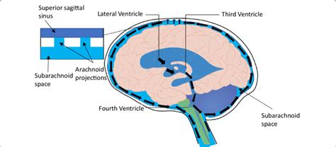 Conventional View Of Csf Flow Csf Is Produced In The Ventricles