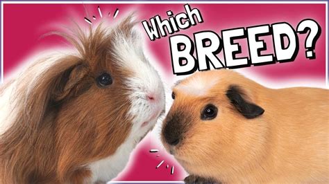 Choosing The Right Guinea Pig Breed Pros And Cons Youtube