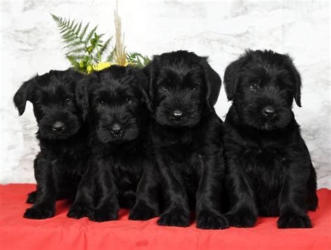Champion Giant Schnauzers Giant Schnauzer Puppies For Sale In