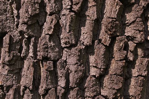 Free Photo Bark Tree Tree Bark Free Image On Pixabay 1668171