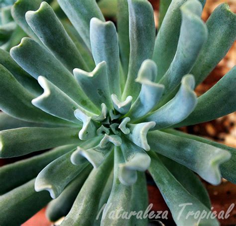 Echeveria Runyonii Consejos Para El Cultivo De Esta Suculenta Plantas