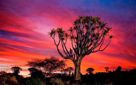 In Pictures The Otherworldly Landscapes Of Namibia Tree Wallpaper African Tree Cool Landscapes