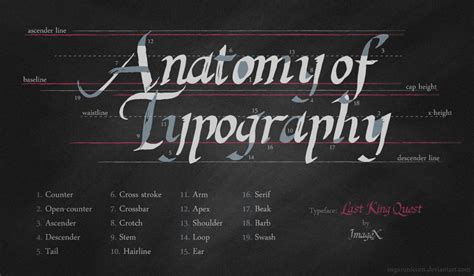 Anatomy Of Type By Sugarunicorn On Deviantart