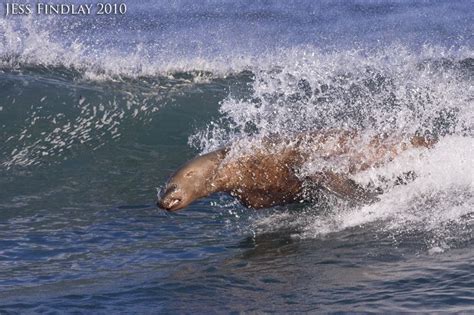 Mid Air Stellar Sea Lion Sea Lion Queen Charlotte Islands Coastal Life