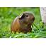 What Should I Feed My Guinea Pigs – RSPCA Knowledgebase