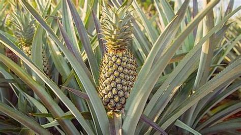 How To Grow Pineapple From Top