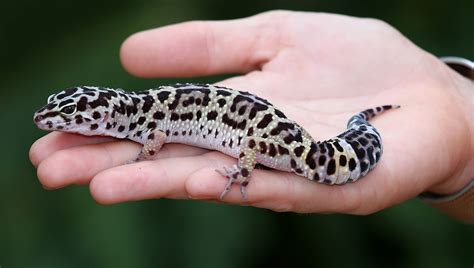 Beginner Pet Lizard Leopard Gecko
