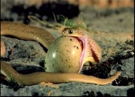 Video Una Serpiente Se Traga Un Huevo 5 Veces Más Grande Que Ella