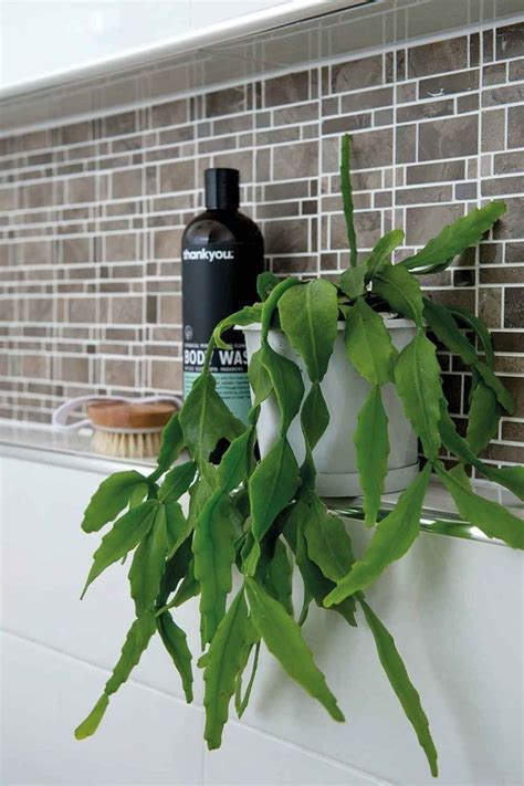 Bathroom Plants 7 Indoor Plants That Thrive In Bathrooms Home