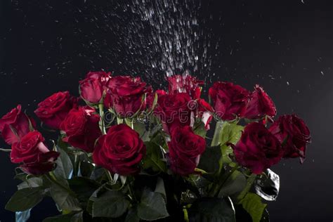 Red Roses With Water Splashes On Dark Background Stock Image Image Of