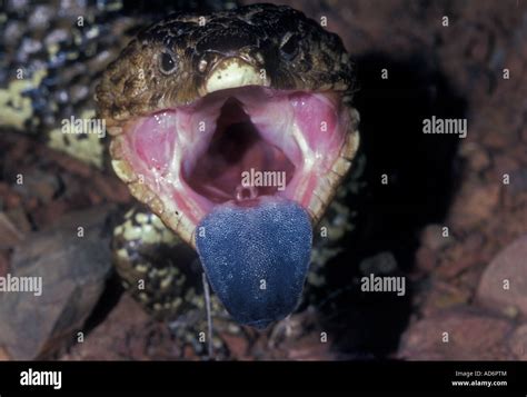 Shingle Back Skink Showing Blue Tongue Trachydosaurus Rugosus Australia