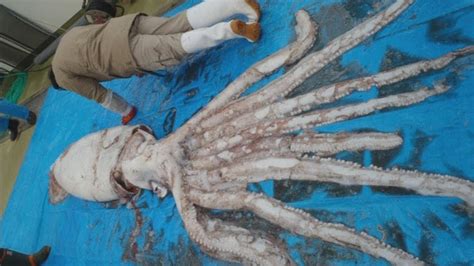 Rare 7 Foot Giant Squid Washed Up On The Beach Makes Everyone Curious