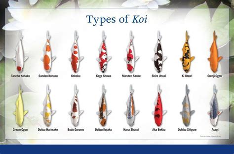 Do You Have A Pond With Koi But Dont Know What Type Of Koi You Have