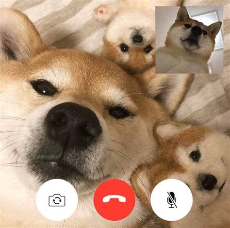 Karen Taunting Doge With His Kids Through Facetime Dogelore