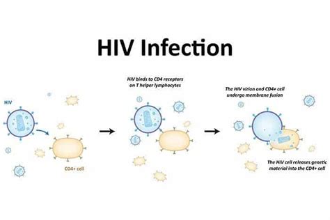 Facts About Seroconversion And How To Prevent Hiv Infection Hhc