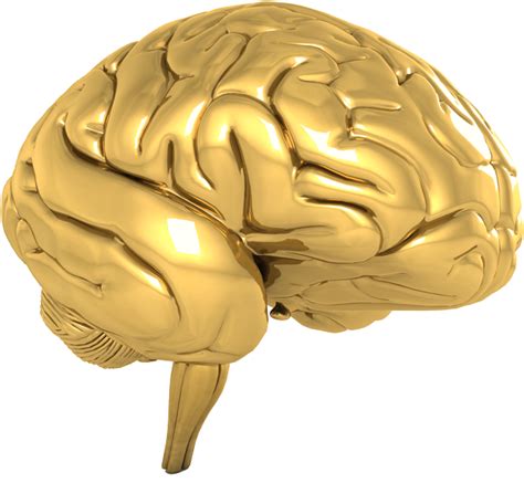 Download Nootroo Gold Brain Nootropic Clear Golden Brain Transparent
