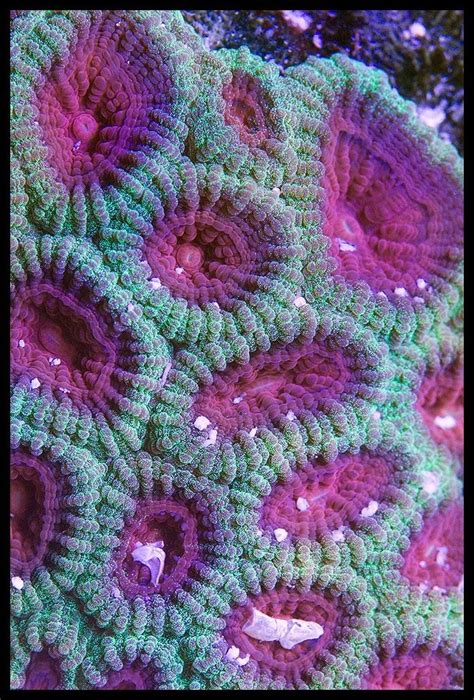 Close Up Of A Coral The Violet Color Is Amazing Underwater Creatures