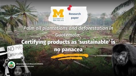 palm oil deforestation in guatemala certifying products as ‘sustainable is no panacea