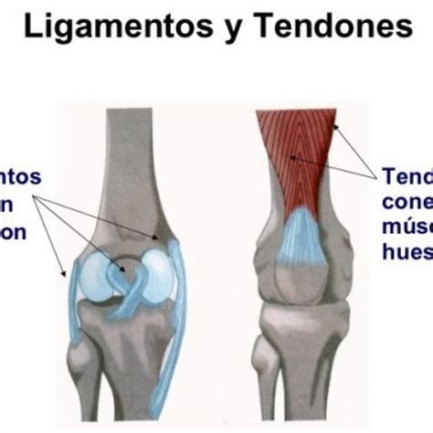 Diferencias Entre Ligamentos Y Tendones Lifestyle Kulturaupice